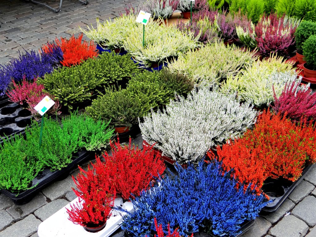 07 Bruxelles - Mercato dei fiori nella Grand-Place.JPG